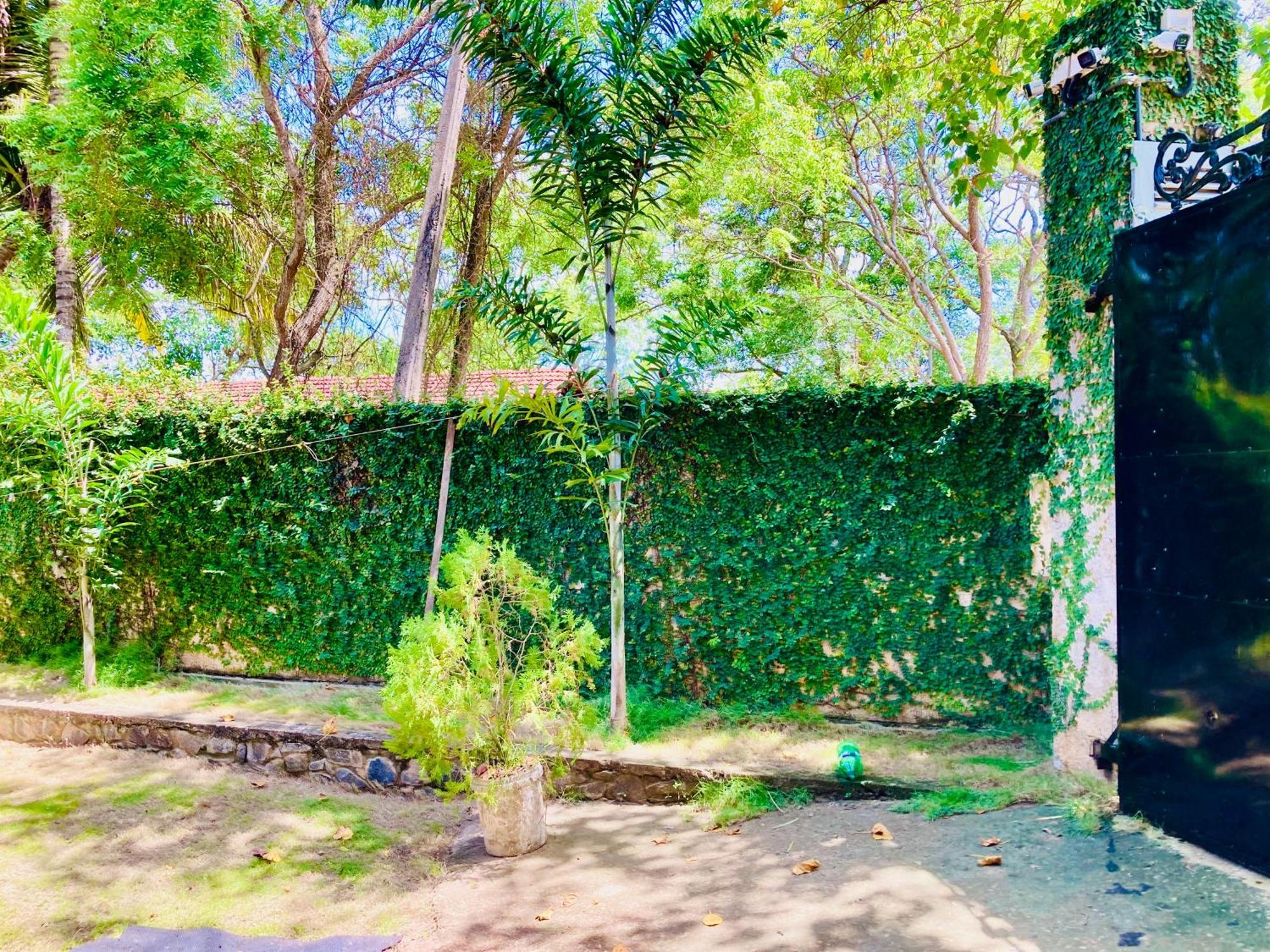 טנגלה Mountain Seaview Cabanas מראה חיצוני תמונה